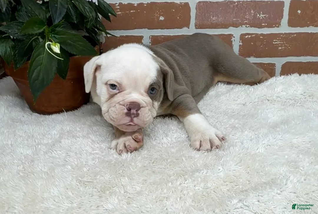 English Bulldog dogs for sale: Sebastian  - Ad 2