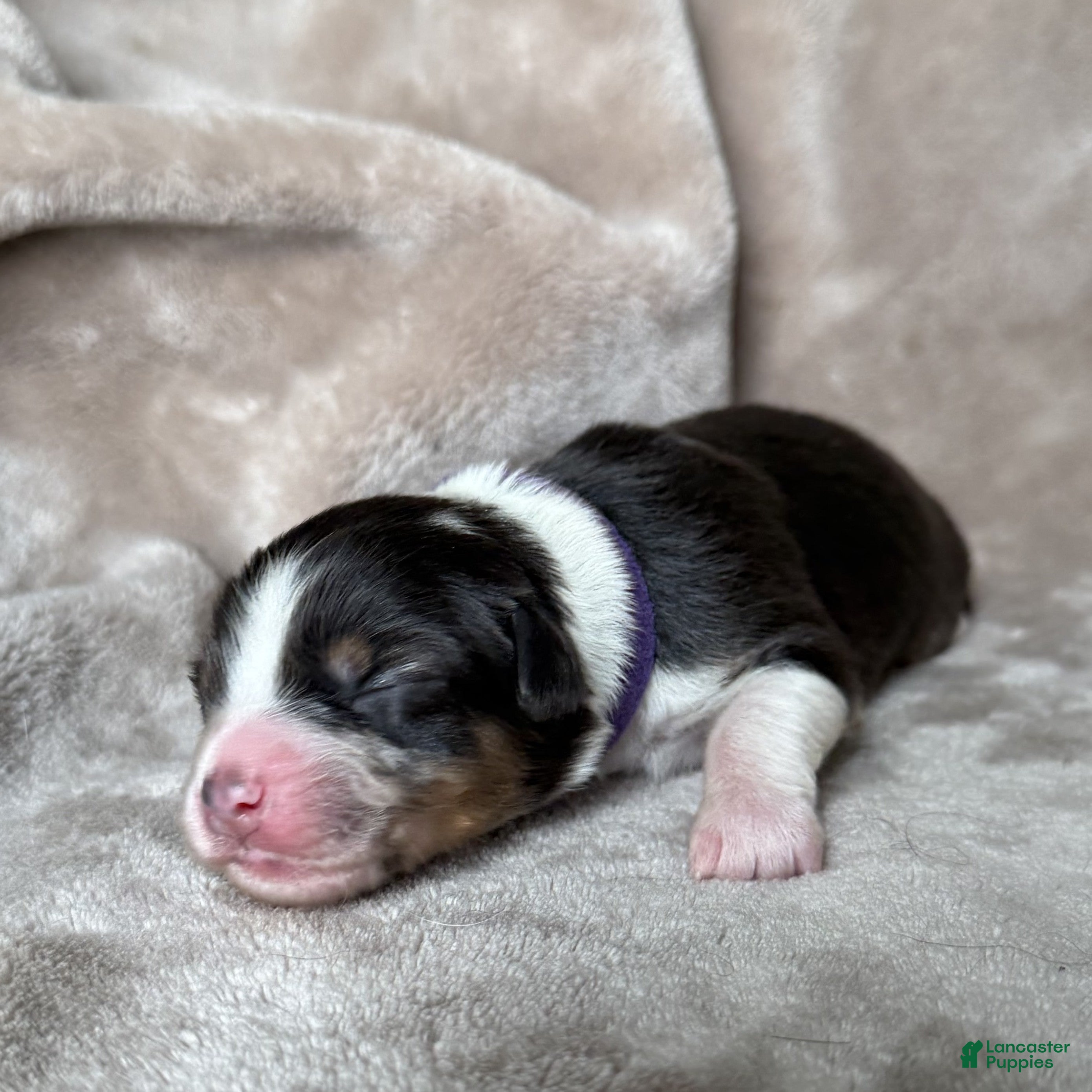 Australian Shepherd dogs Pepper - Ad 3