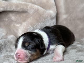 Australian Shepherd dogs Pepper - Ad 32