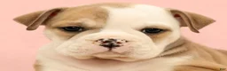 English Bulldog dogs for sale: Jenny - Ad 9