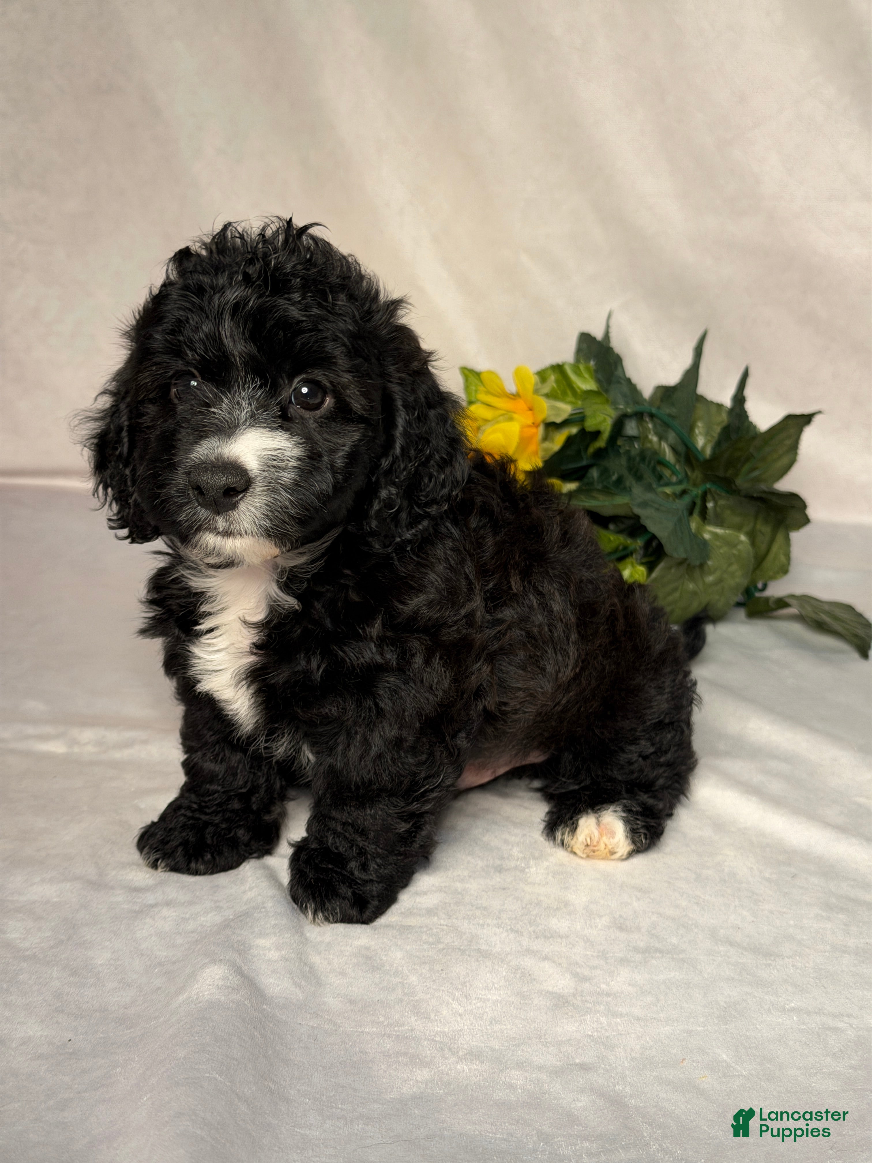 Mixed Breed dogs Oreo - Ad 2