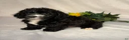 Mixed Breed dogs for sale: Oreo - Ad 2