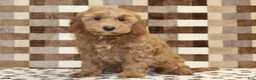 Cavapoo dogs for sale: Dusty - Ad 4