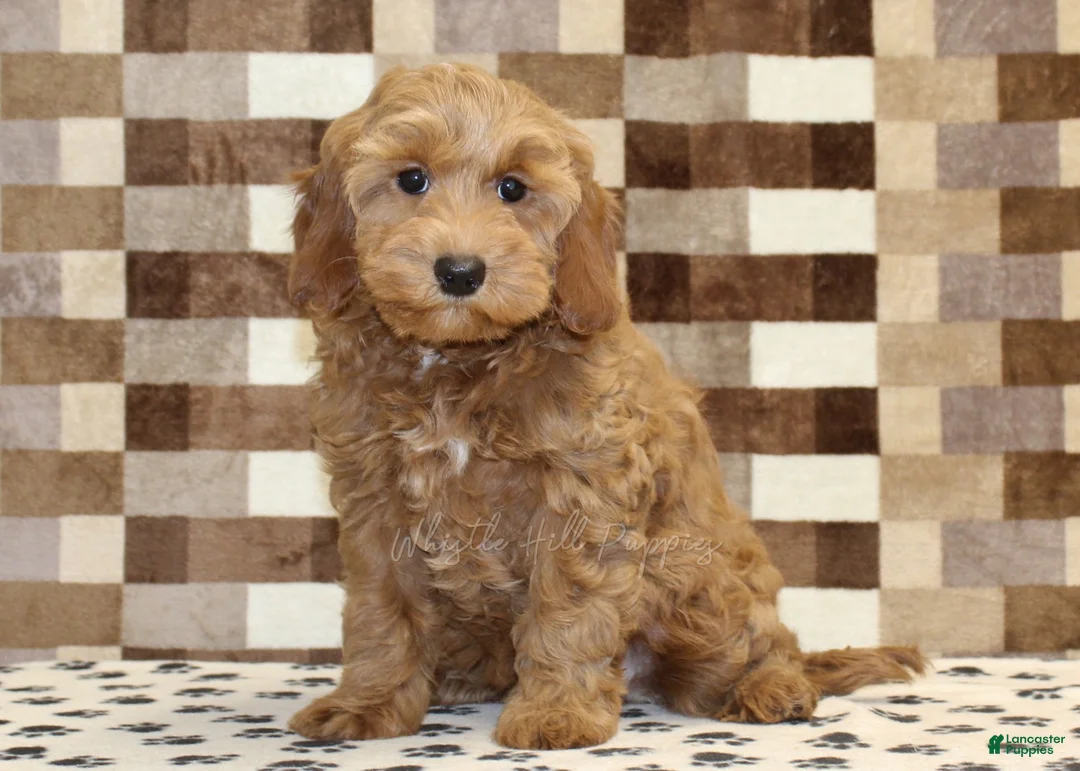 Cavapoo dogs for sale: Dusty - Ad 4