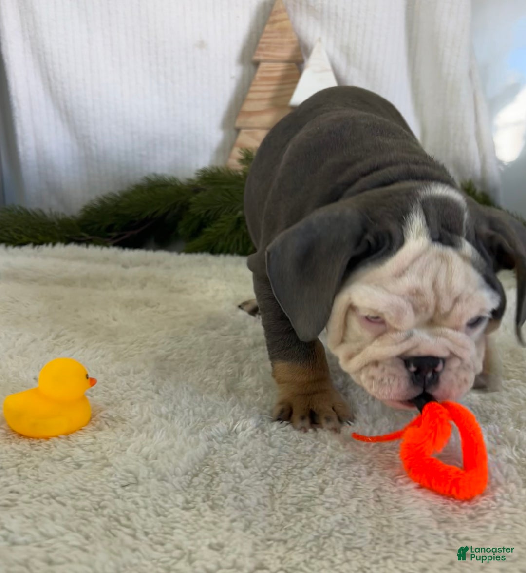 English Bulldog dogs for sale: Lindsay - Ad 2