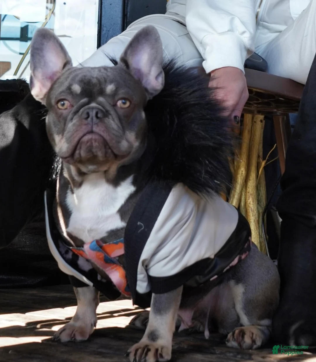 French Bulldog dogs for sale: Valencia - Ad 5