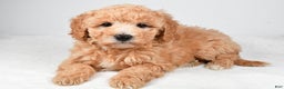 Mini Goldendoodle dogs for sale: Holly - Ad 2