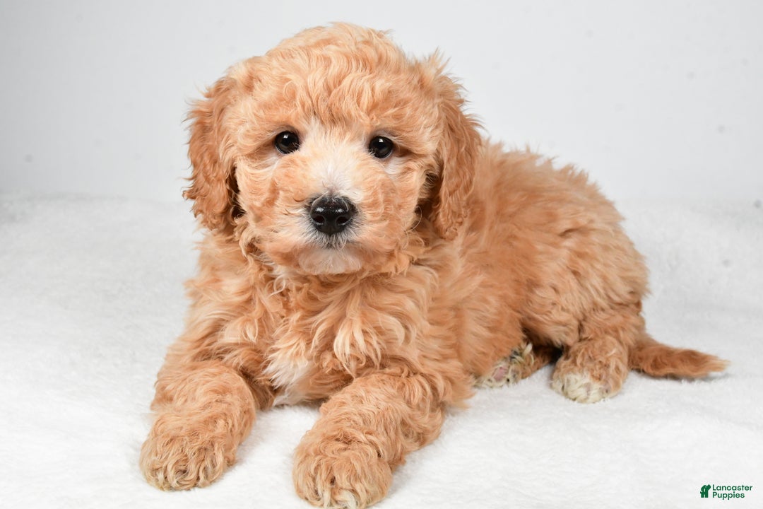Mini Goldendoodle dogs for sale: Holly - Ad 2