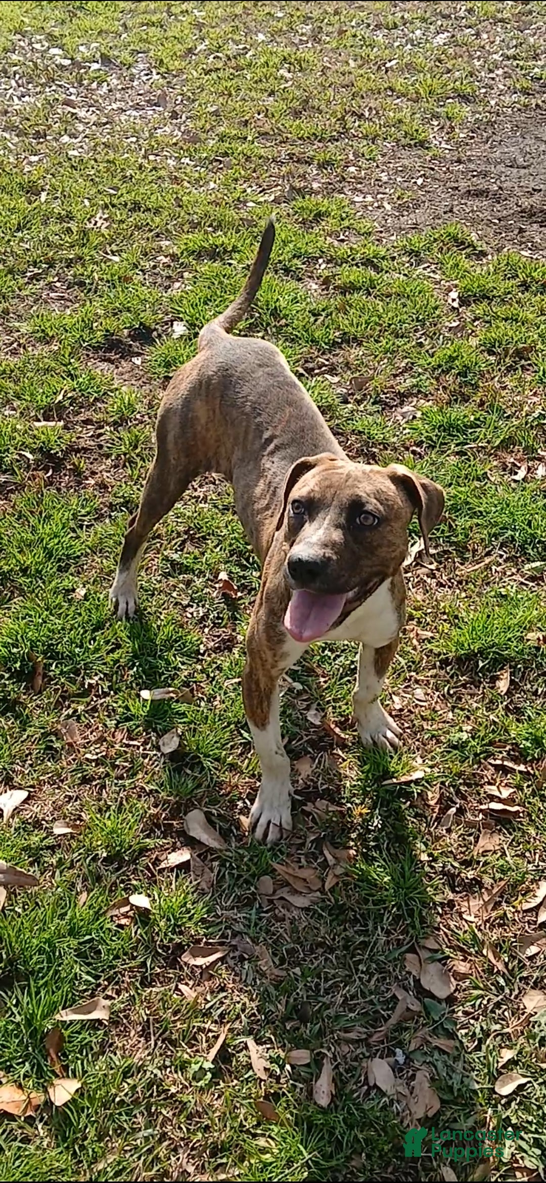 American Pit Bull Terrier dogs American Pit Bull Terrier Puppy 1 - Ad 1