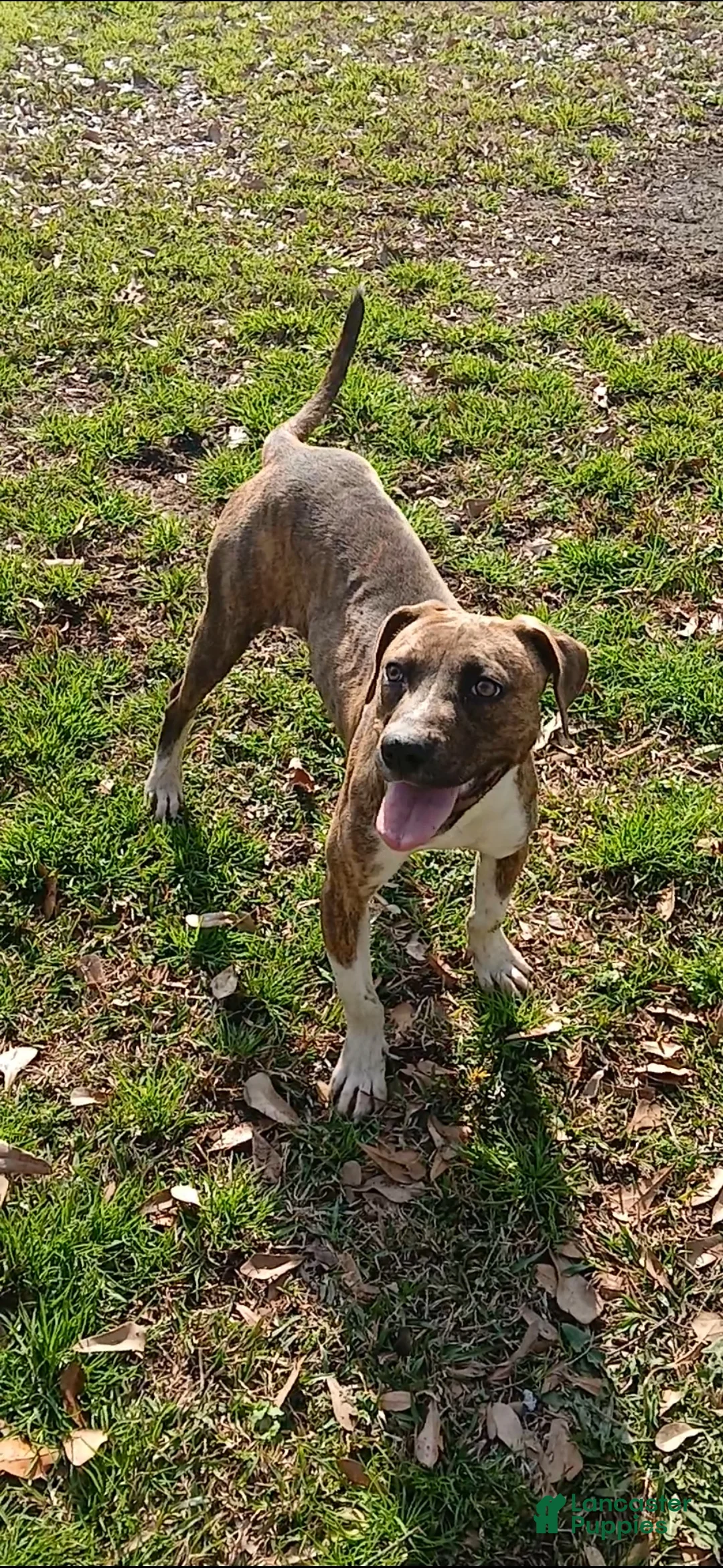 American Pit Bull Terrier dogs for sale: American Pit Bull Terrier Puppy 1 - Ad 1