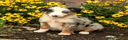 Australian Shepherd dogs for sale: Ferris - Ad 3