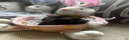 Mixed Breed dogs for sale: Dolly - Ad 7