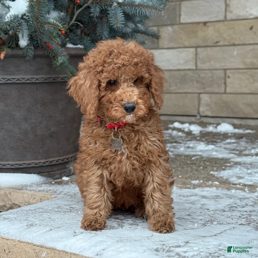 Standard Poodle dogs for sale: Bentley - Moyen Size Poodle - Ad 3