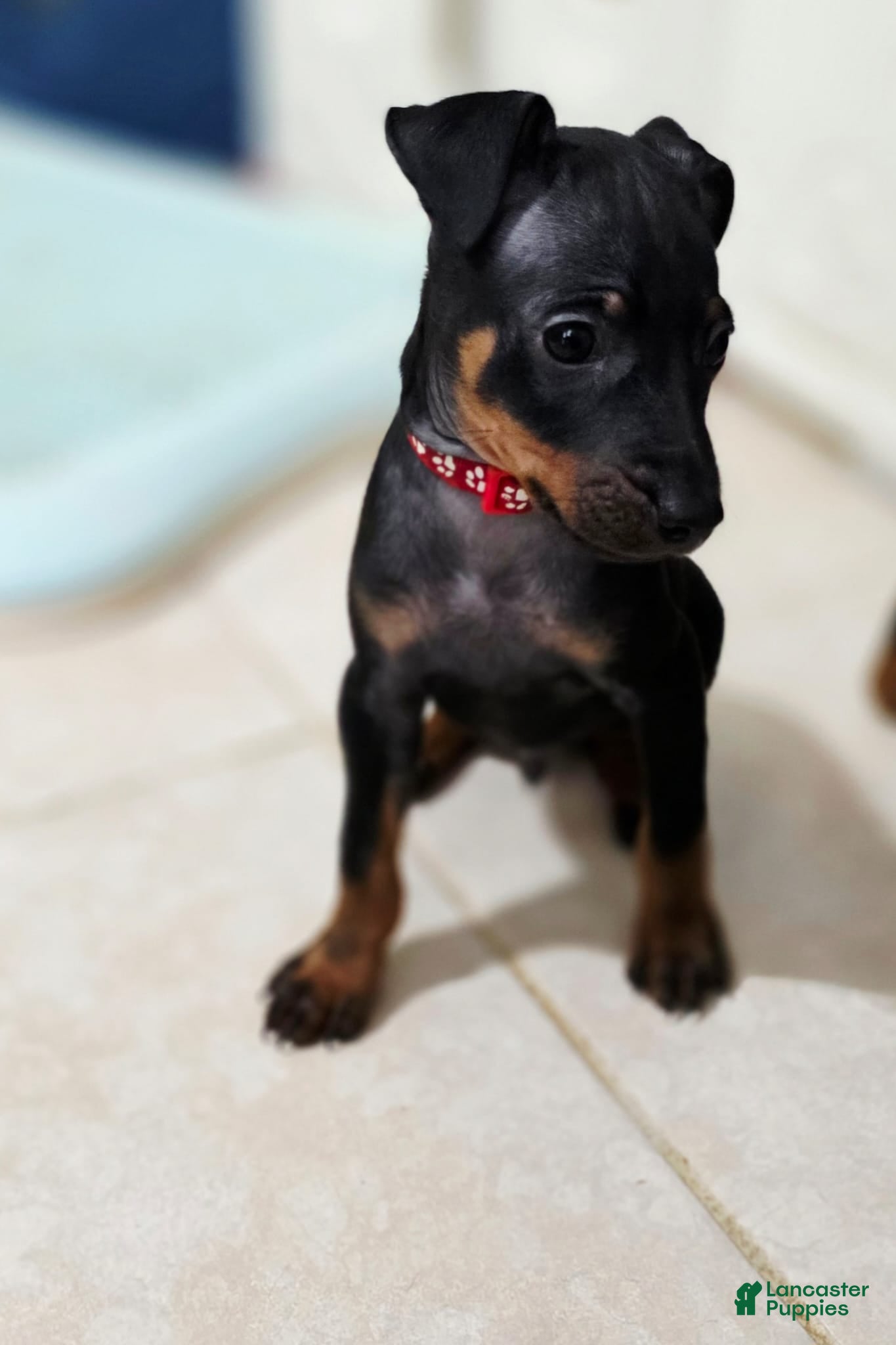 Miniature Pinscher dogs for sale: Red - Ad 2