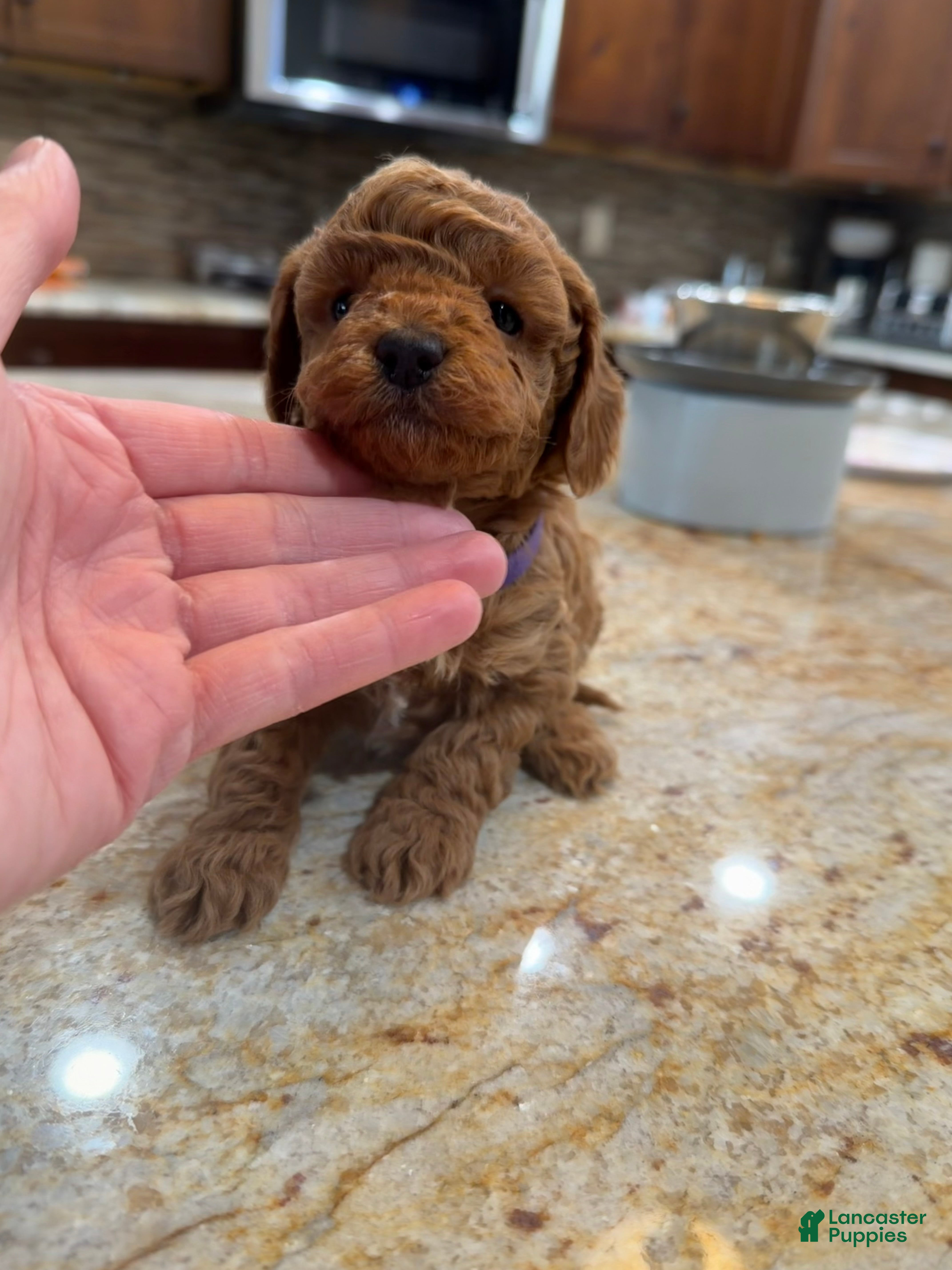 Toy Poodle dogs Lilly - Ad 2