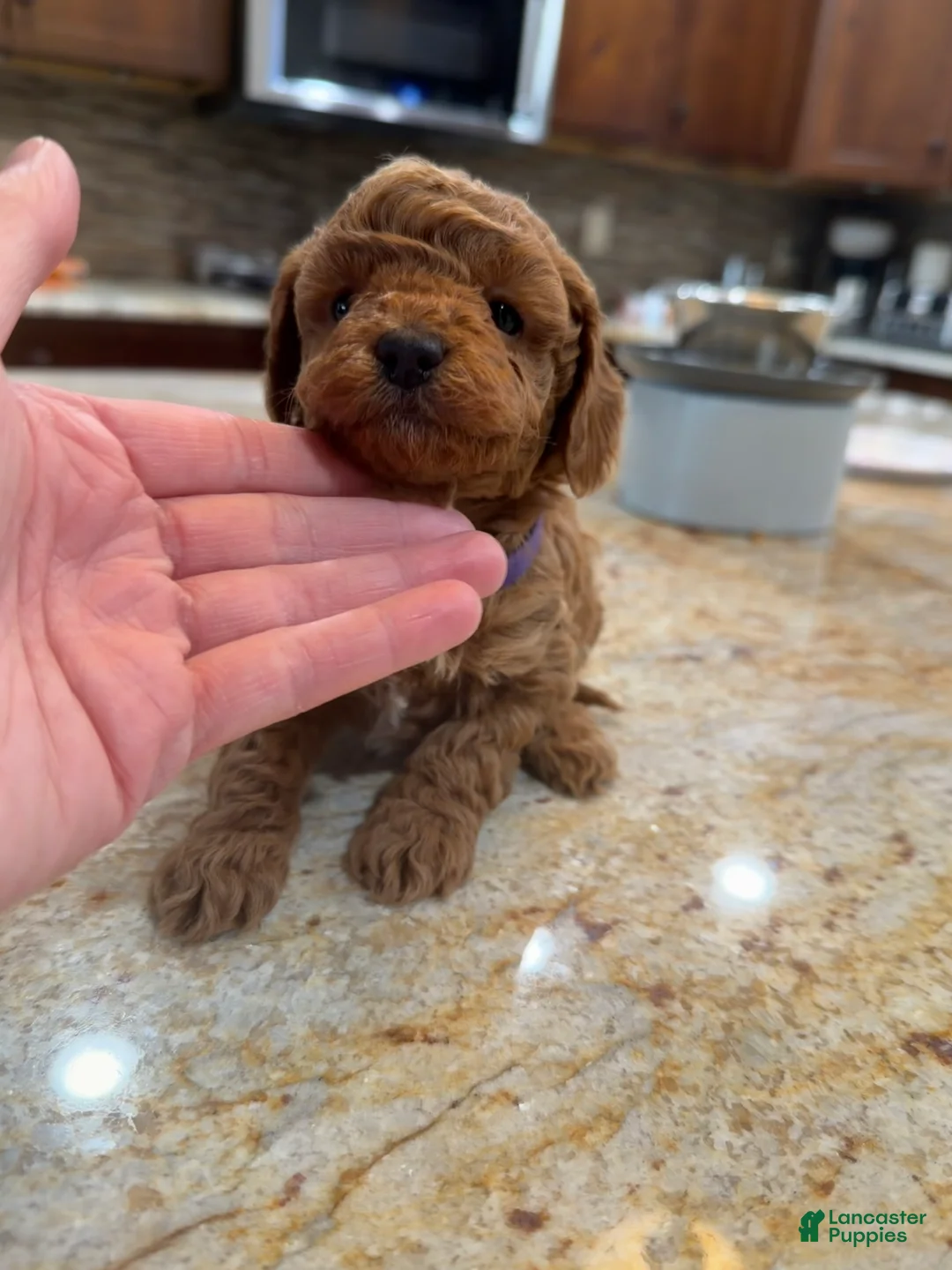 Toy Poodle dogs for sale: Lilly - Ad 2