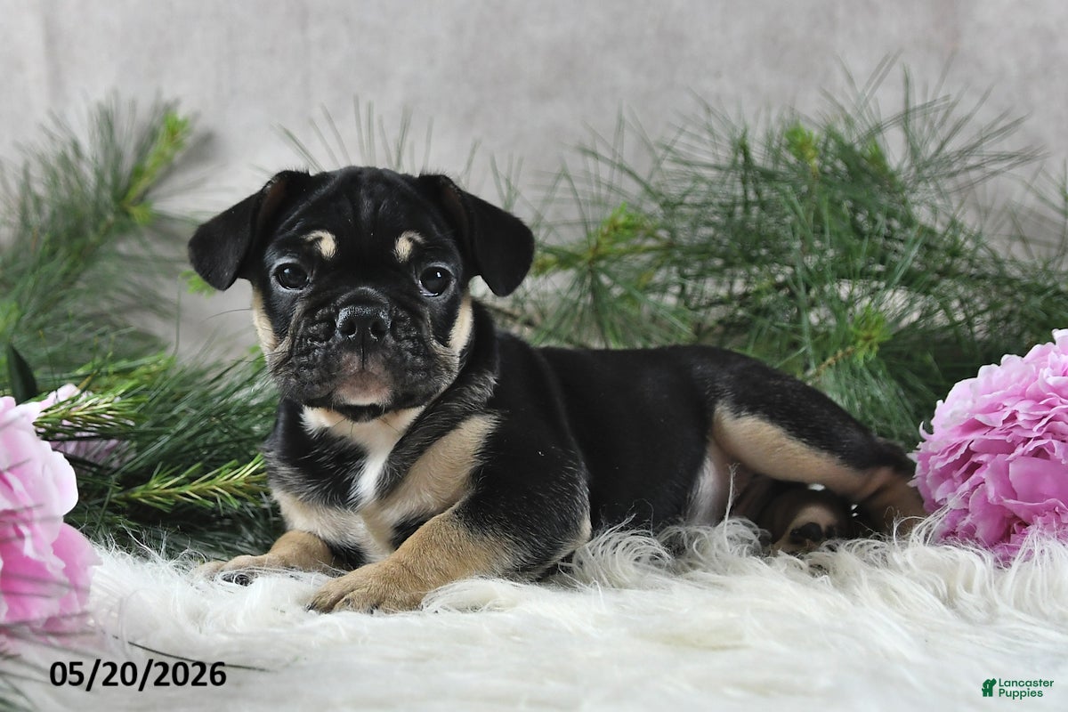 French Bulldog dogs Hero - Ad 2