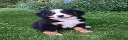 Bernese Mountain Dog dogs for sale: Sophia - female - Re-listed due to loss in buyers family - Ad 1