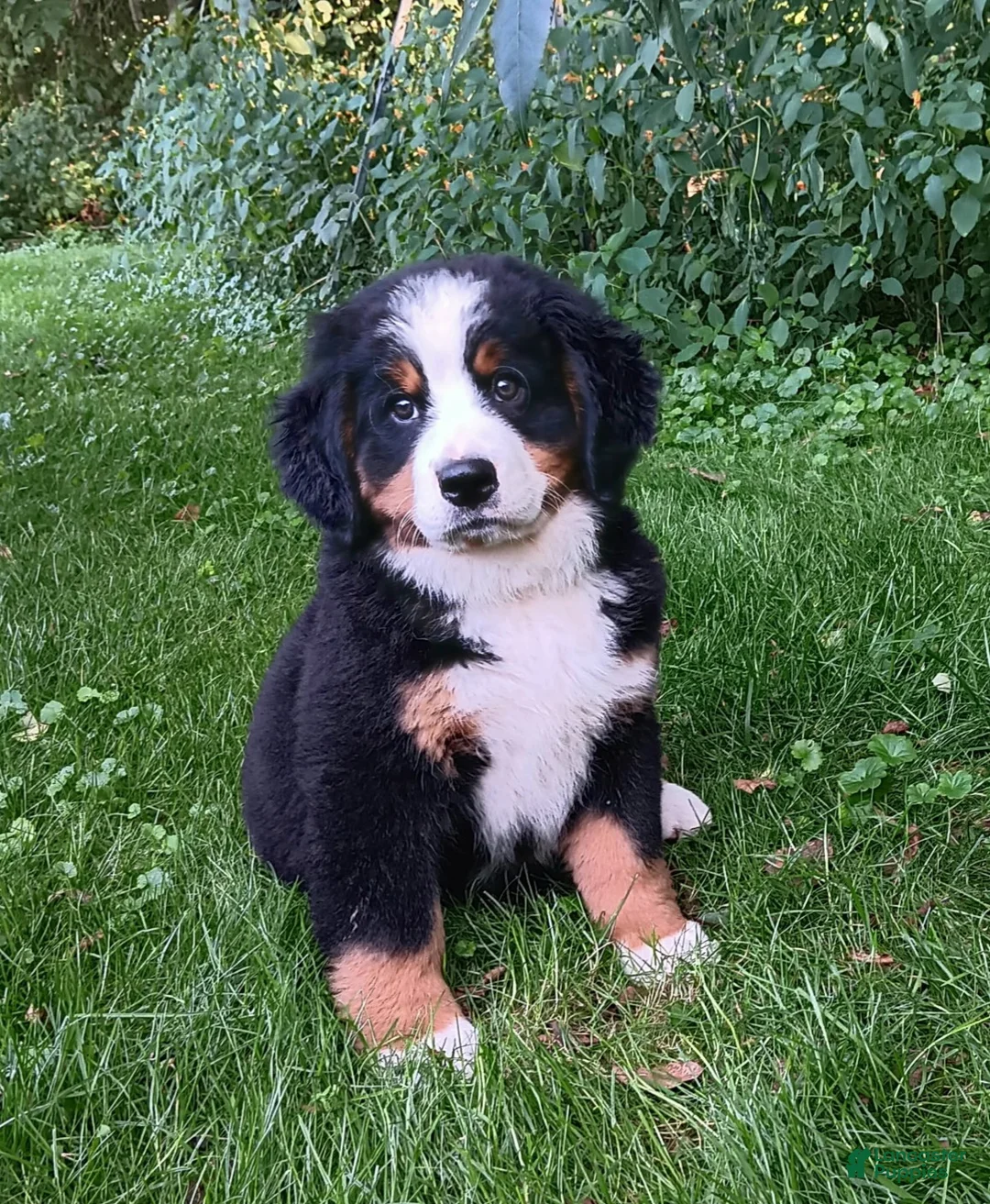 Bernese Mountain Dog dogs for sale: Sophia - female - Re-listed due to loss in buyers family - Ad 1