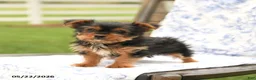 Yorkshire Terrier dogs for sale: Teddy - Ad 5