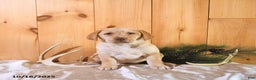 Labrador Retriever dogs for sale: Princess - Ad 7