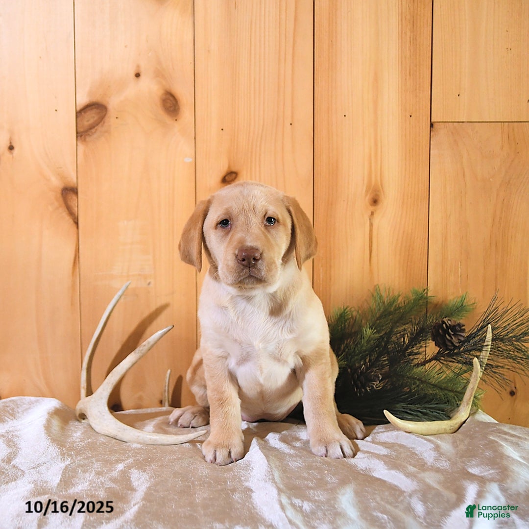 Labrador Retriever dogs for sale: Princess - Ad 7