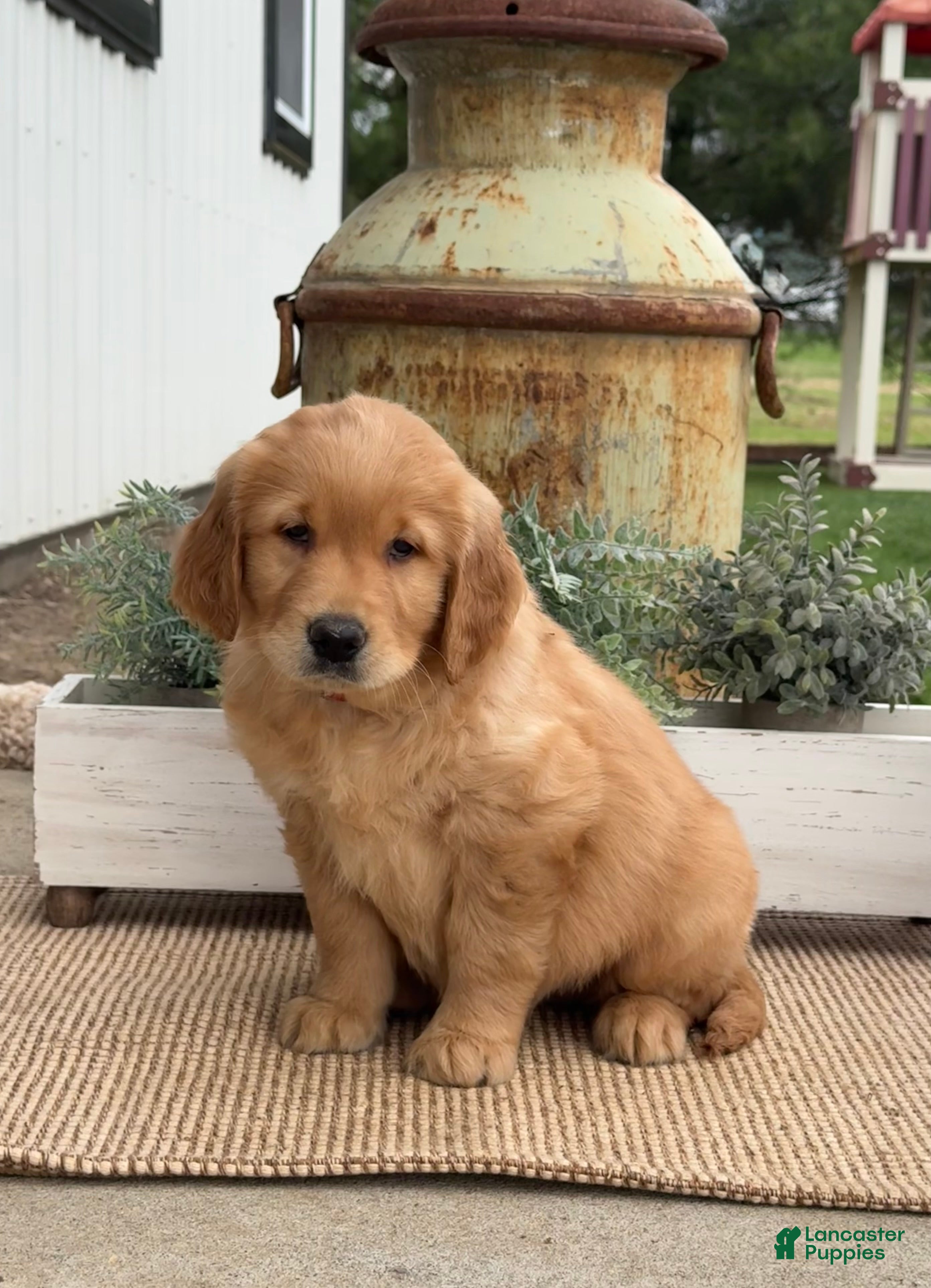 Golden Retriever dogs Grant - Ad 1