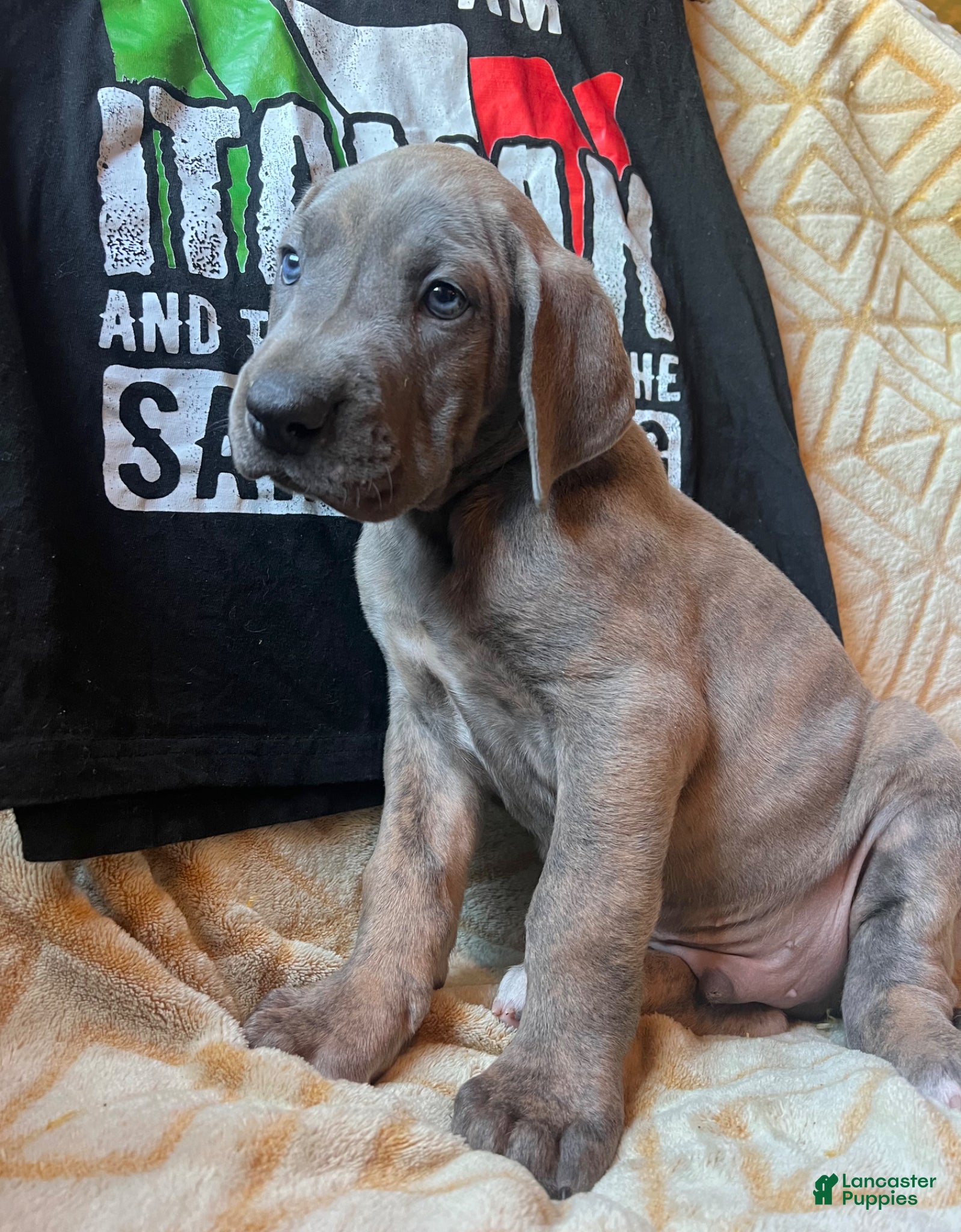 Great Dane dogs Lorenzo - Ad 2