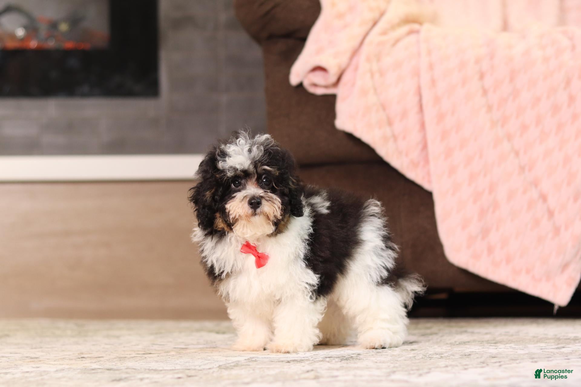 Miniature Poodle dogs Dawson (AKC) - Ad 1