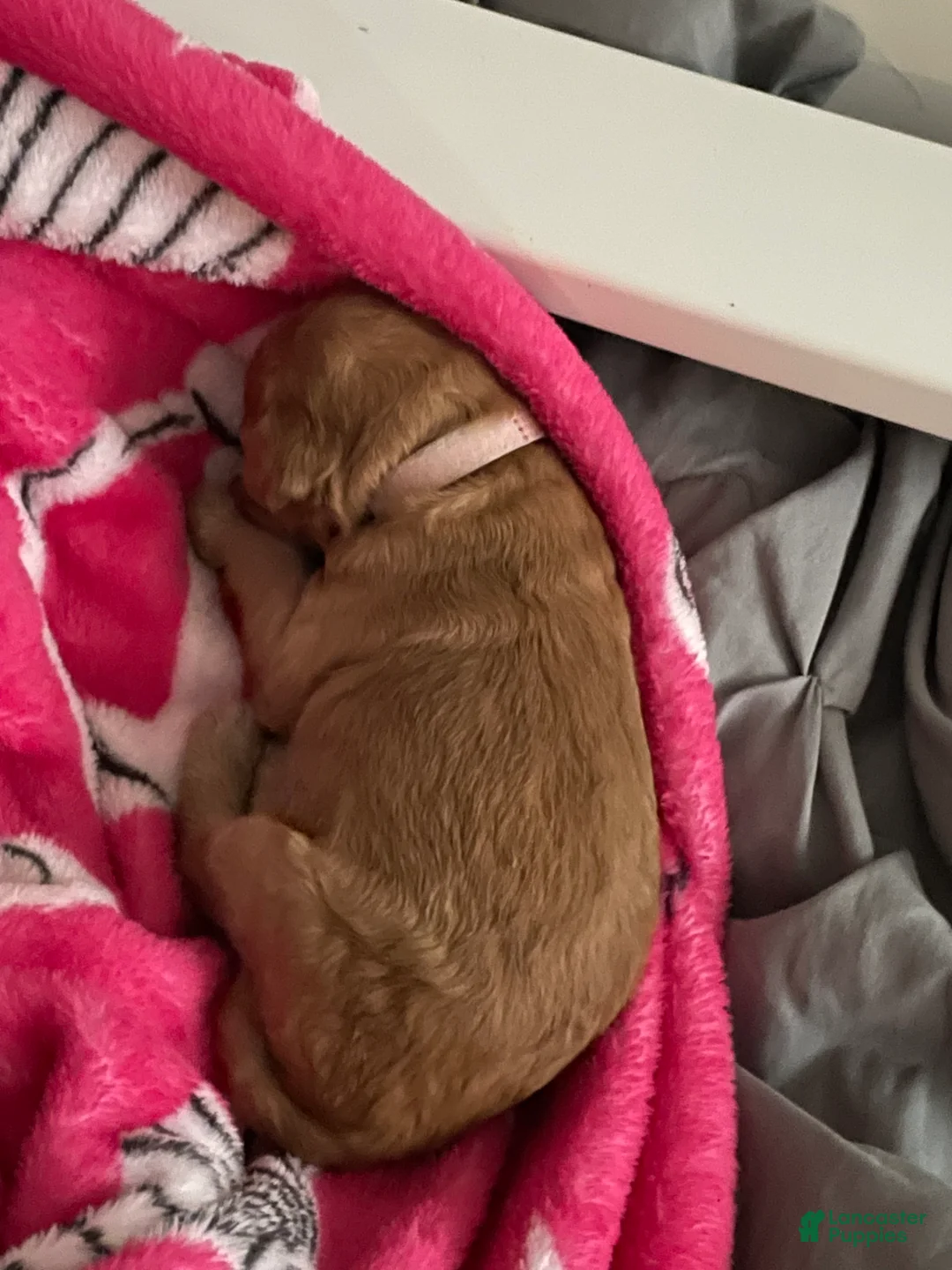 Goldendoodle dogs for sale: Goldendoodle Puppy 4 - Ad 2