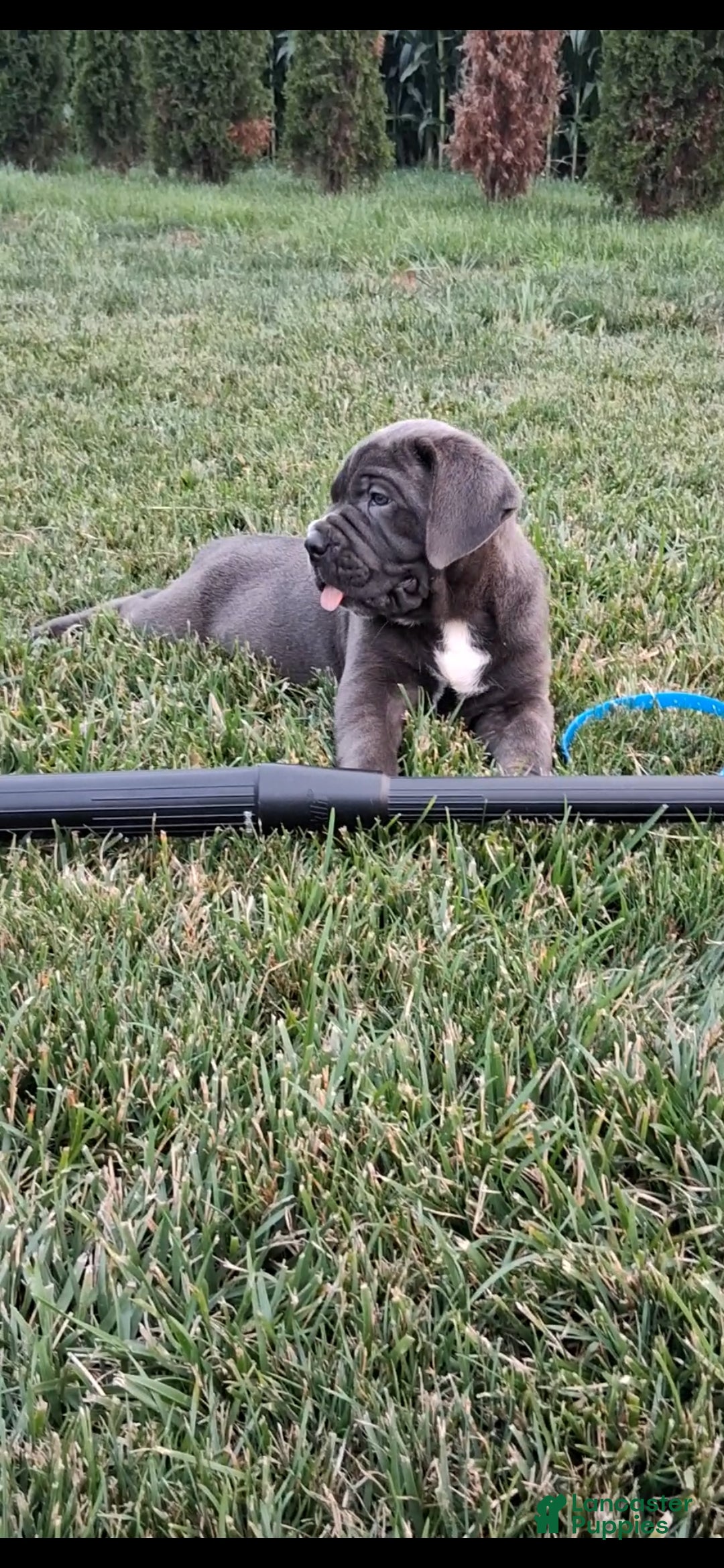Cane Corso dogs Chan - Ad 1