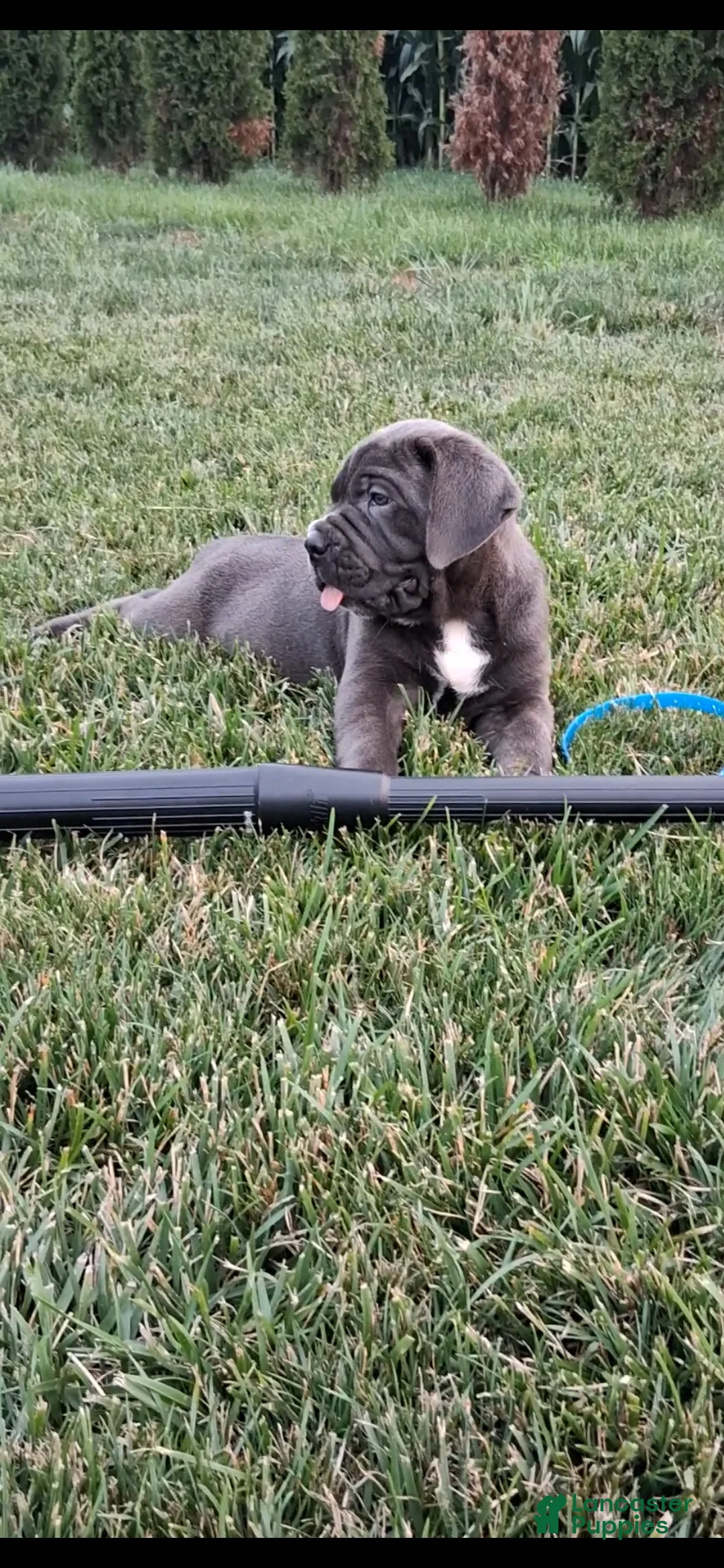 Cane Corso dogs for sale: Chan - Ad 1