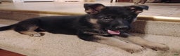 German Shepherd dogs for sale: German Shepherd Puppy 3 - Ad 1
