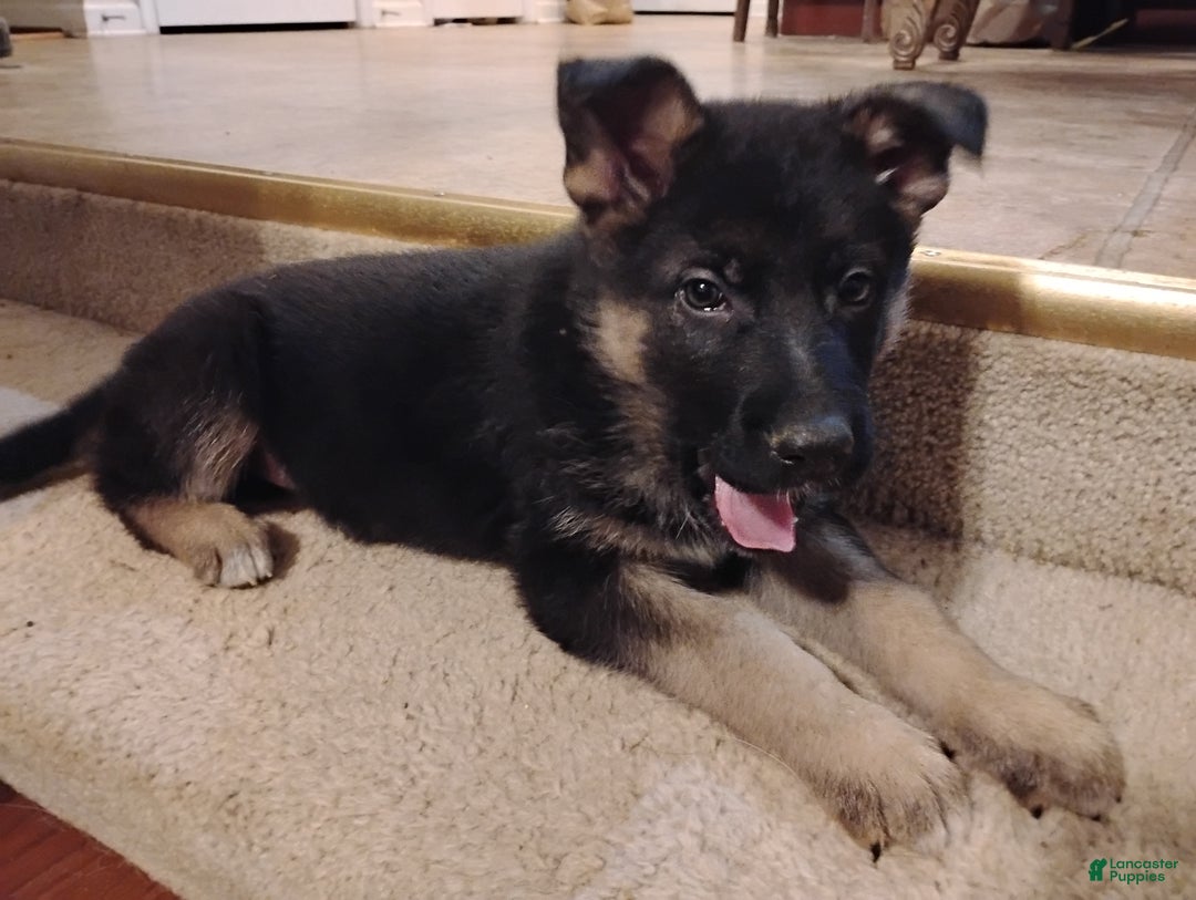 German Shepherd dogs for sale: German Shepherd Puppy 3 - Ad 1