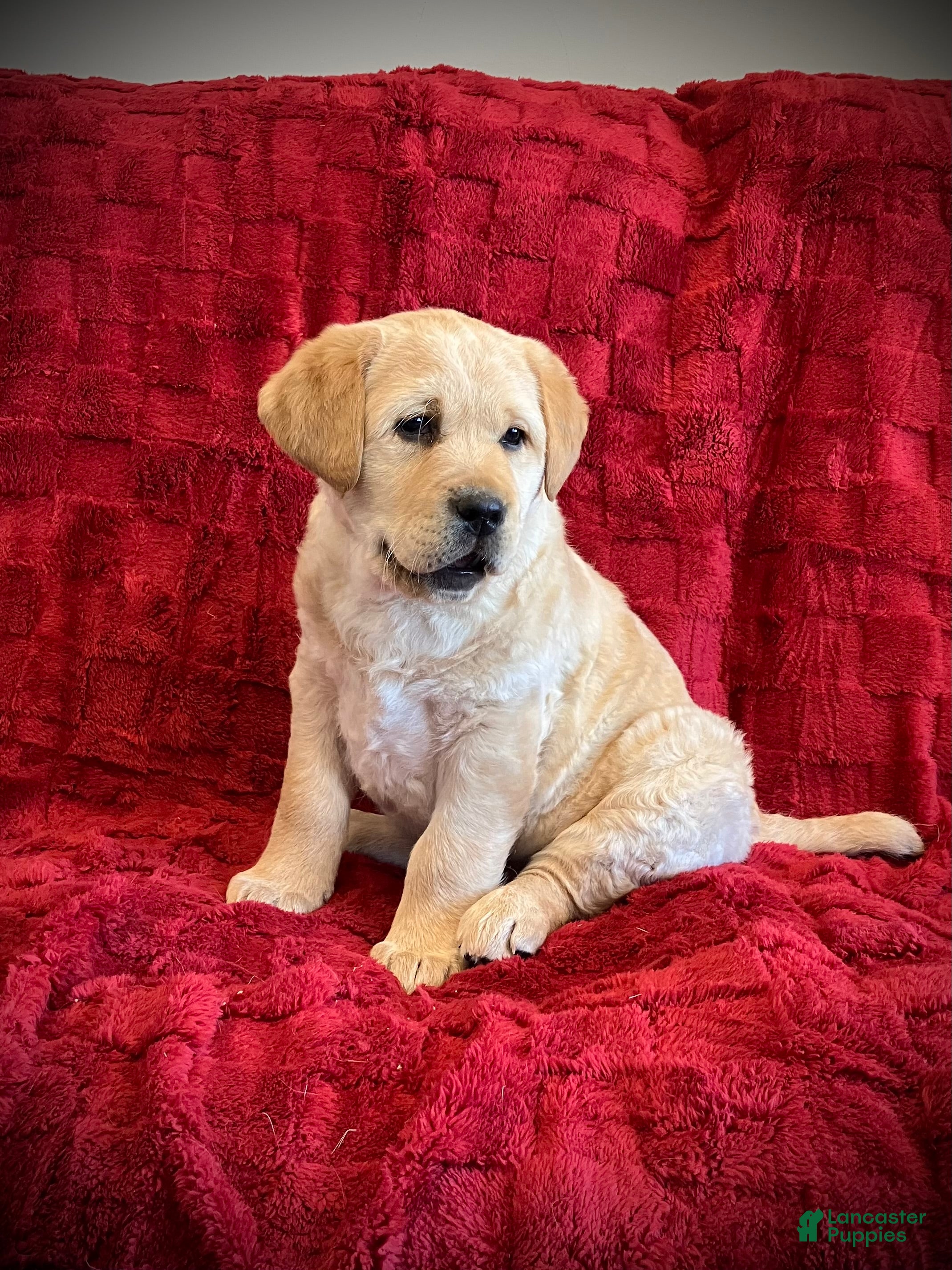 Labrador Retriever dogs Buddy - Ad 2