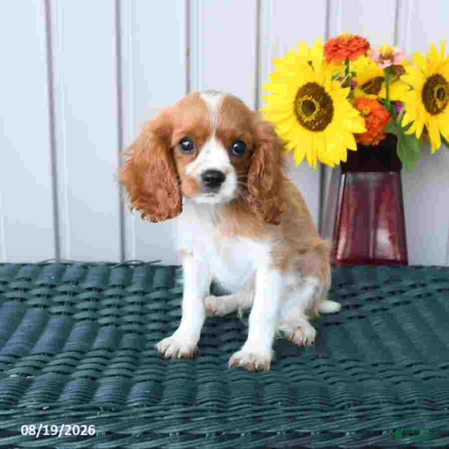 Cavalier King Charles Spaniel dogs Oscar - Ad 1