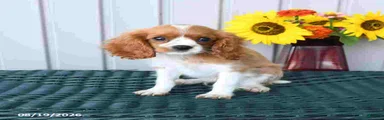 Oscar