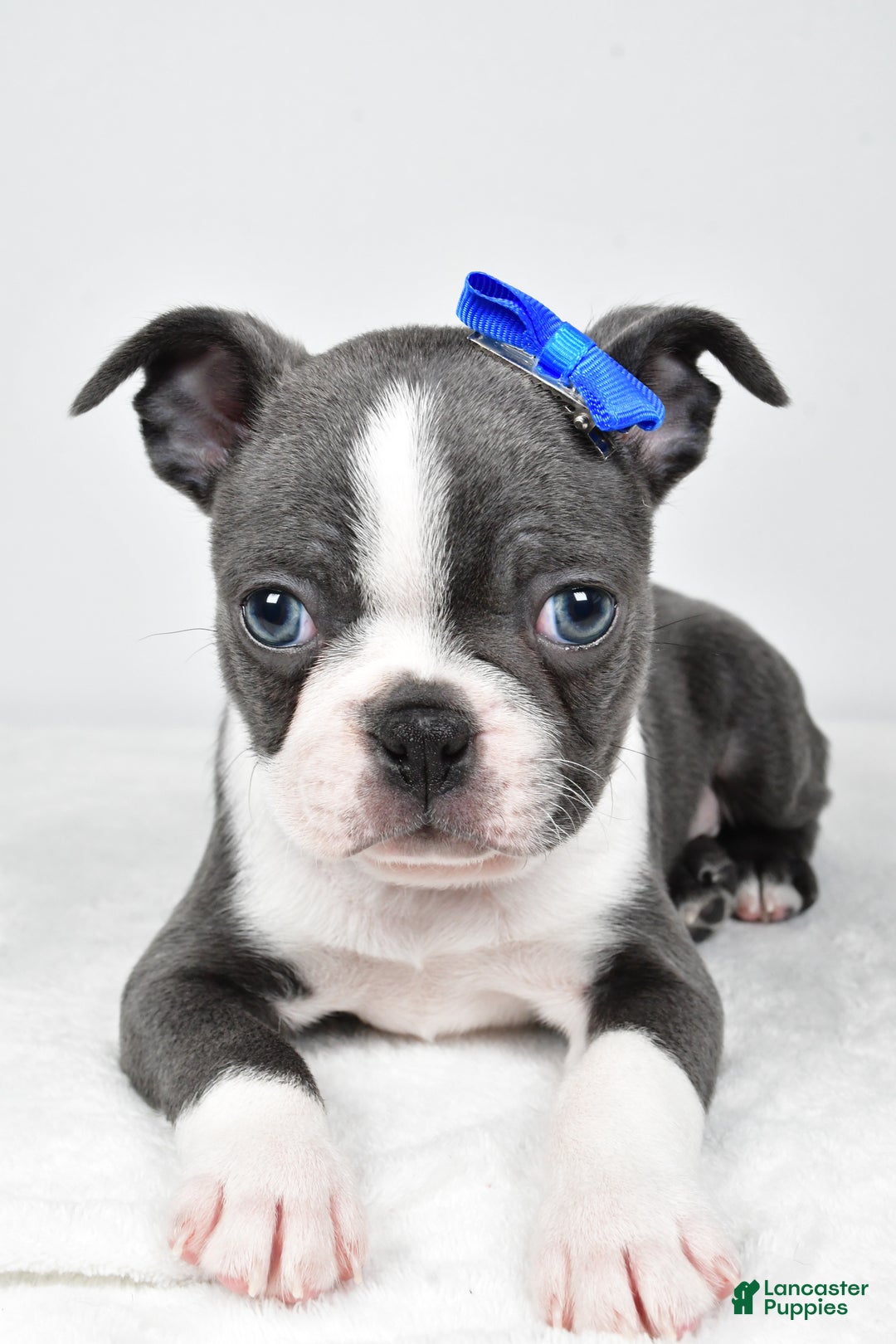 Boston Terrier dogs for sale: Griffin - Ad 7