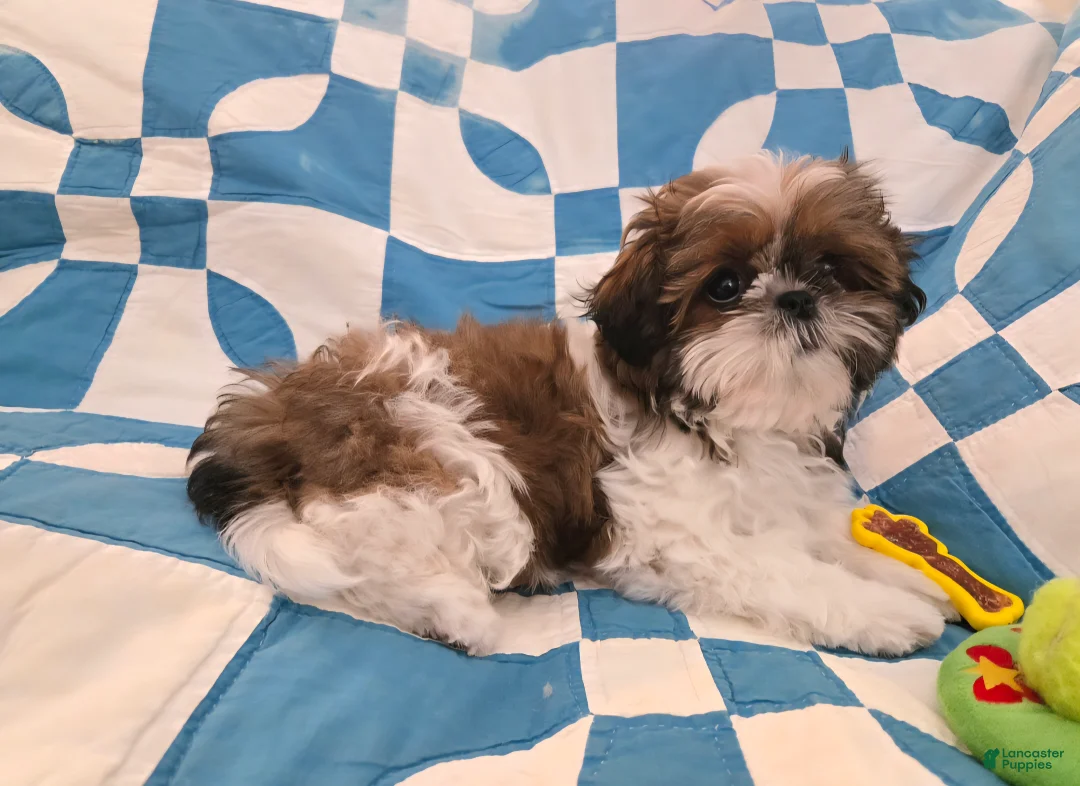 Shih Tzu dogs for sale: Dallas - Ad 23