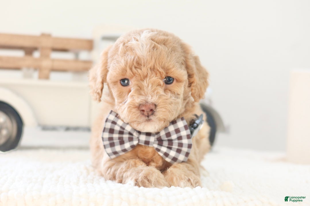 Toy Poodle dogs for sale: Prancer - Ad 1