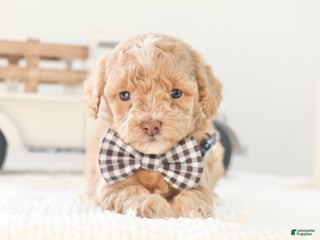 Toy Poodle dogs Prancer - Ad 22