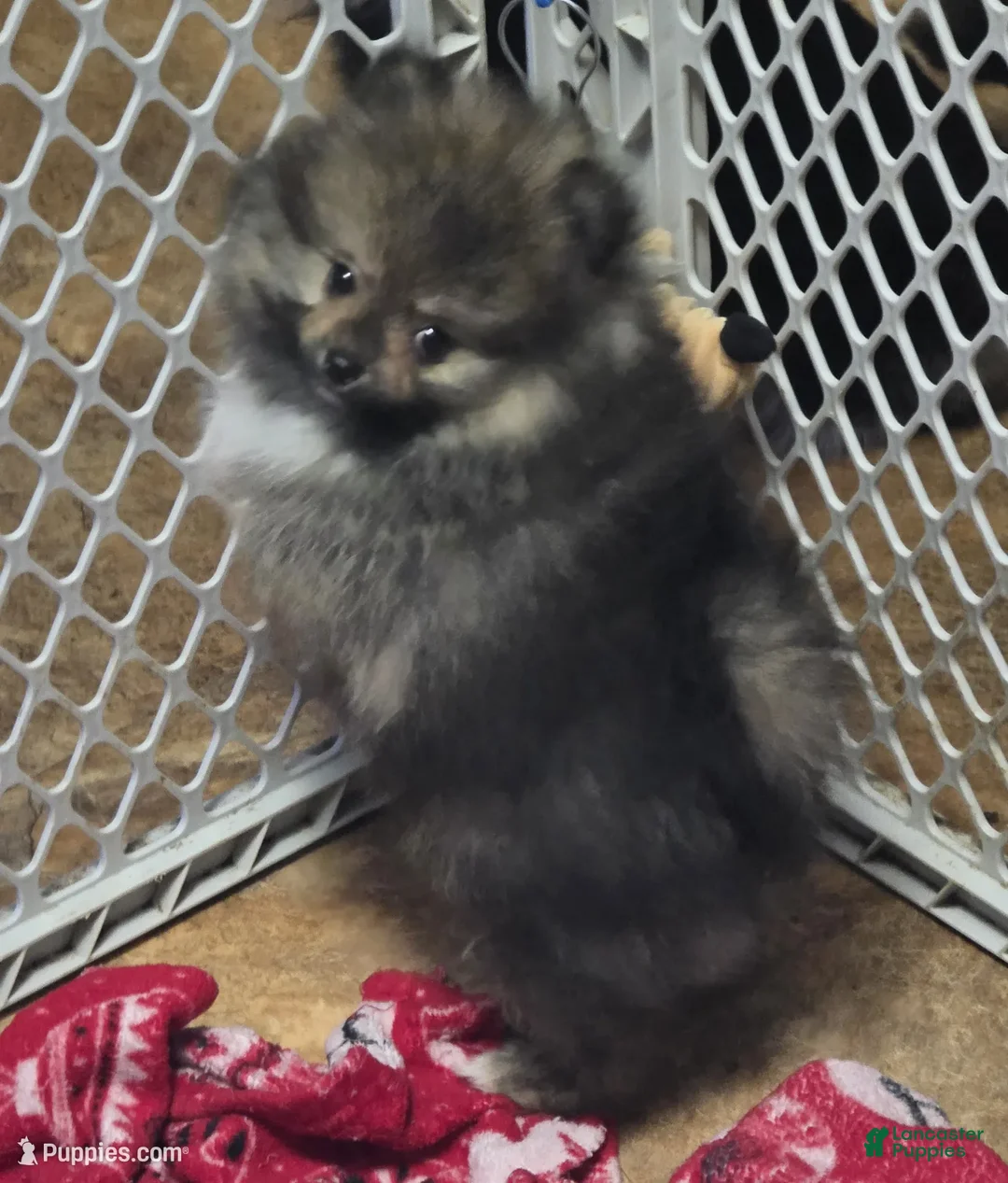 Pomeranian dogs for sale: Akc Buffy  - Ad 2