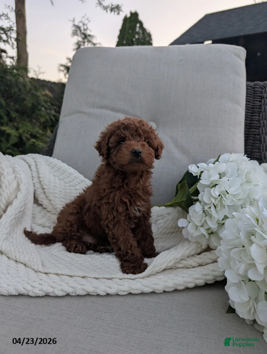 Cavapoo dogs for sale: Carly - Ad 2