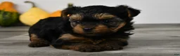 Yorkshire Terrier dogs for sale: Axle - Ad 6
