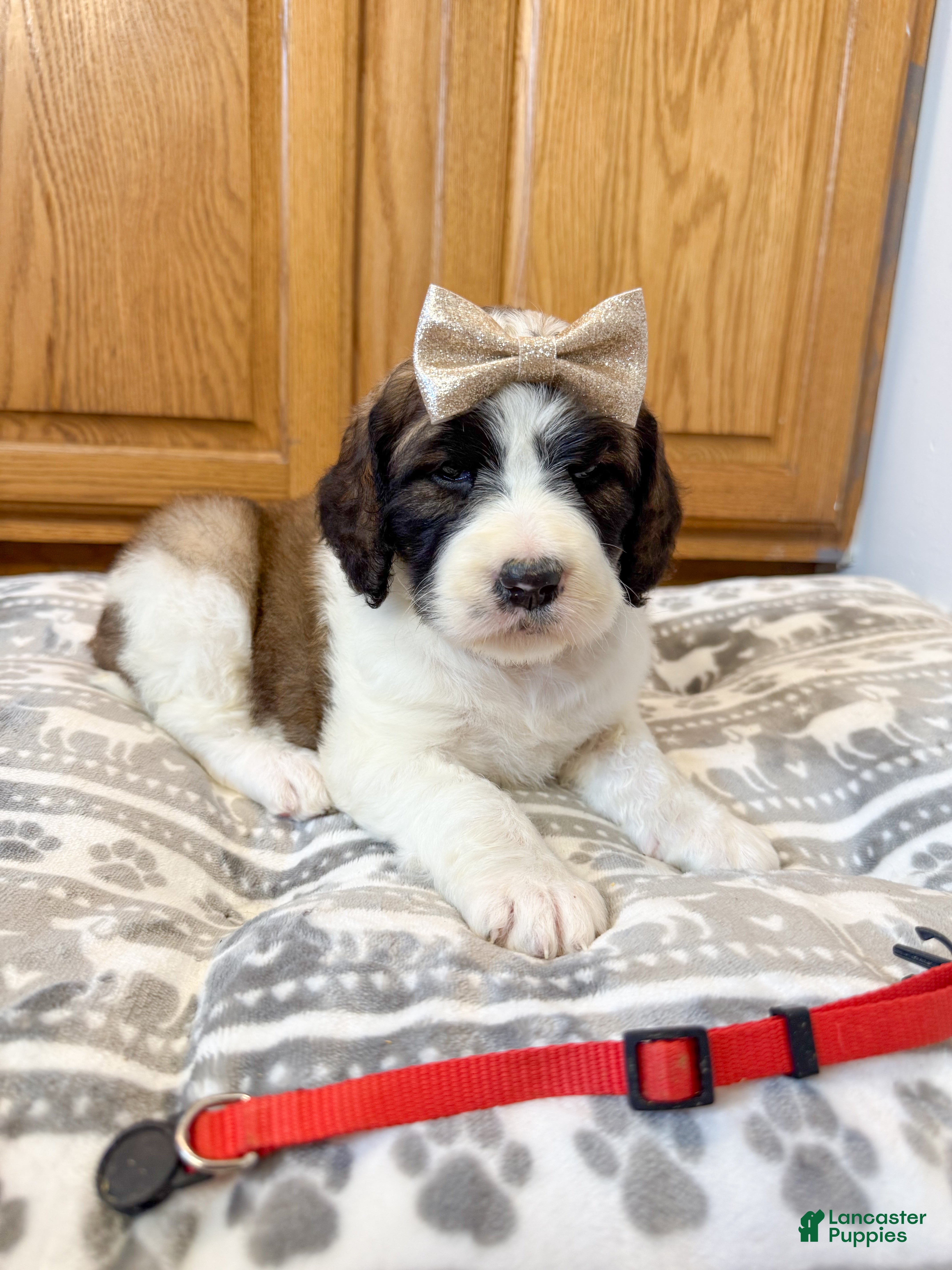 Saint Berdoodles dogs Gemma - Ad 2