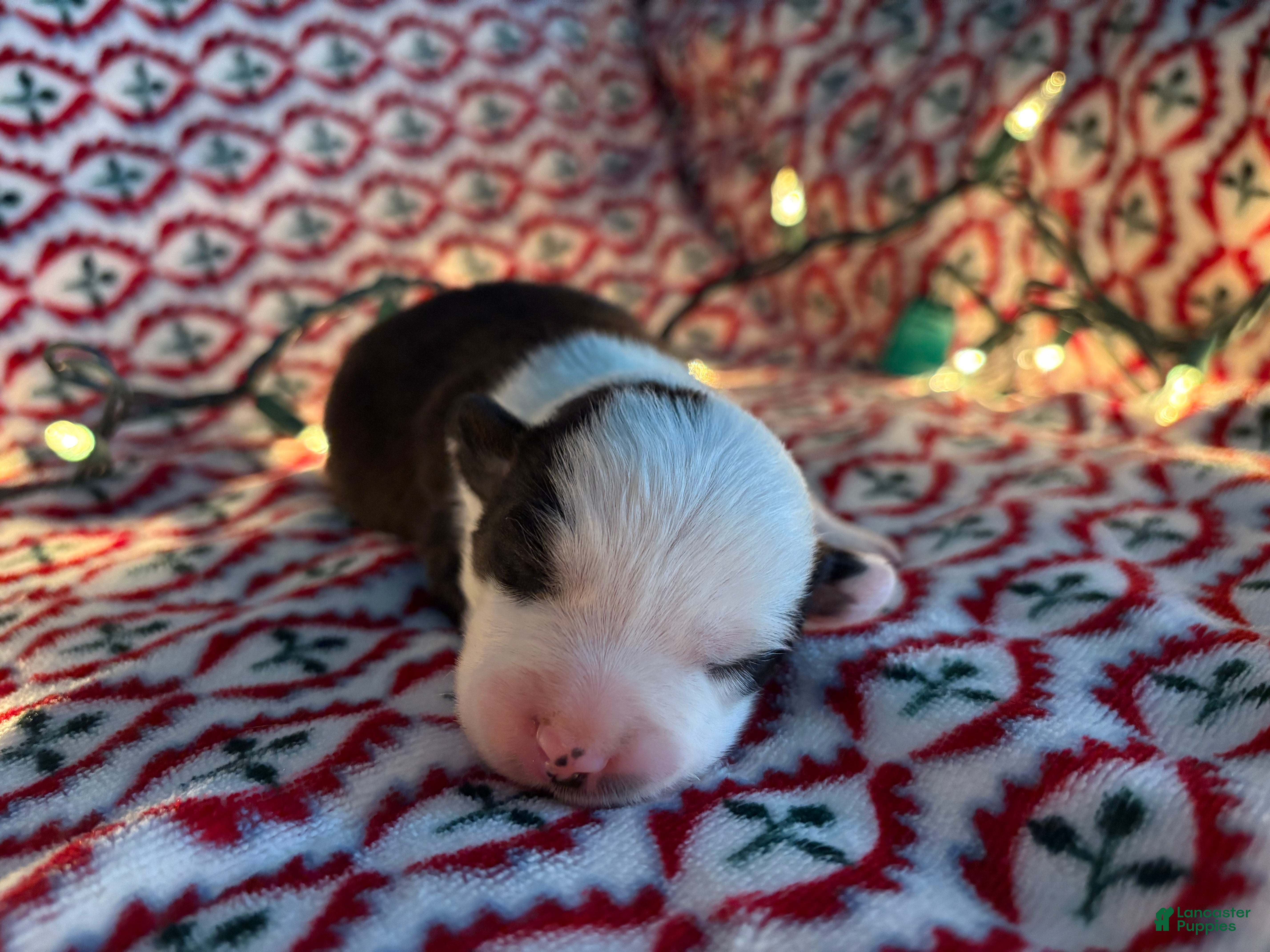 Mixed Breed dogs Mixed Breed Puppy 3 - Ad 37