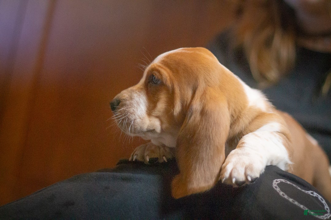 Basset Hound dogs for sale: William - Ad 4