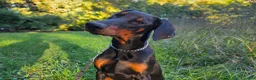Doberman Pinscher dogs for sale: Malcolm - Ad 5