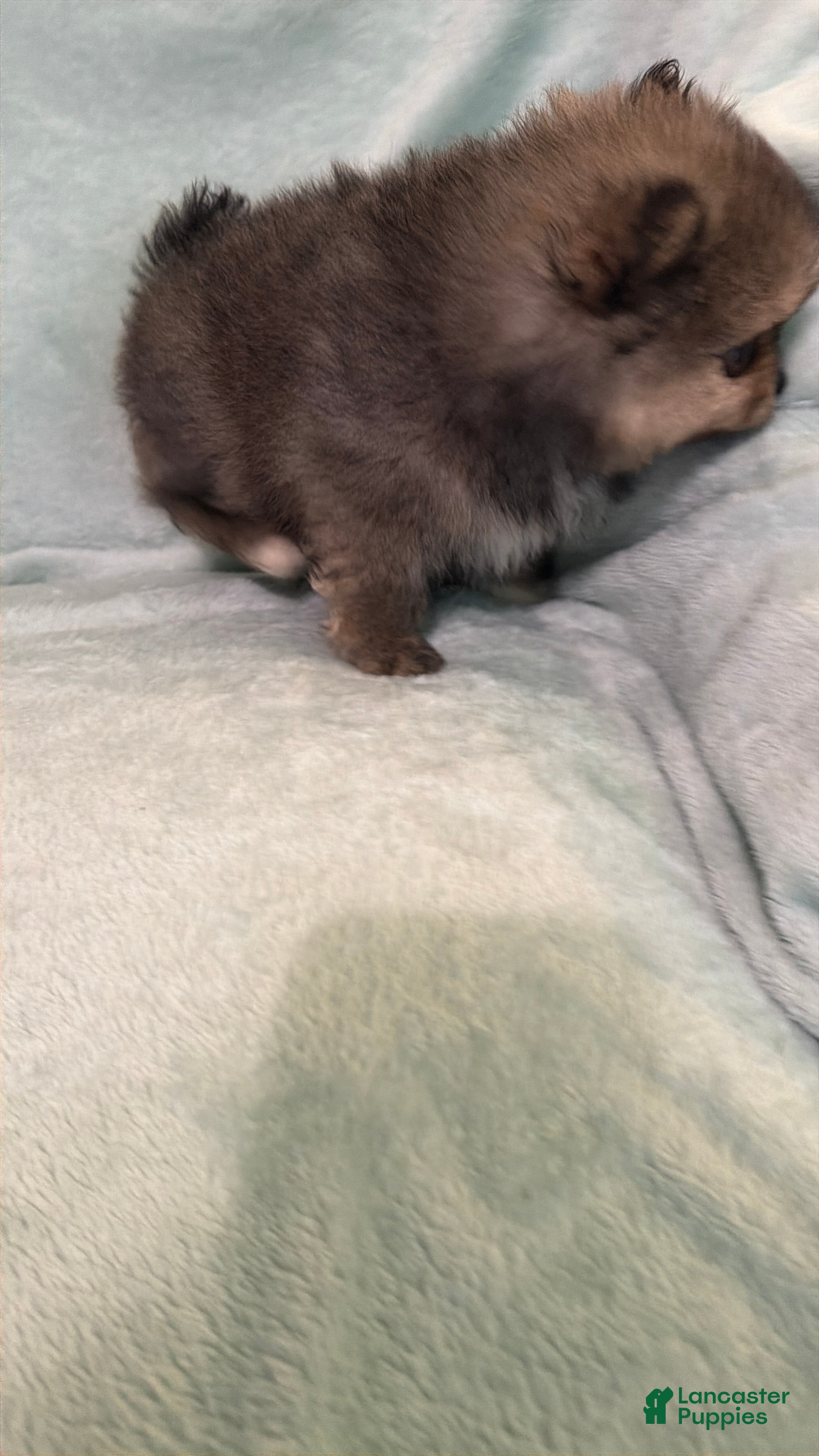 Pomeranian dogs Pomeranian Puppy 1 - Ad 1