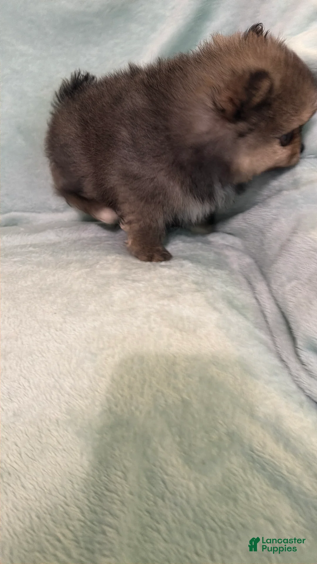 Pomeranian dogs for sale: Pomeranian Puppy 1 - Ad 1